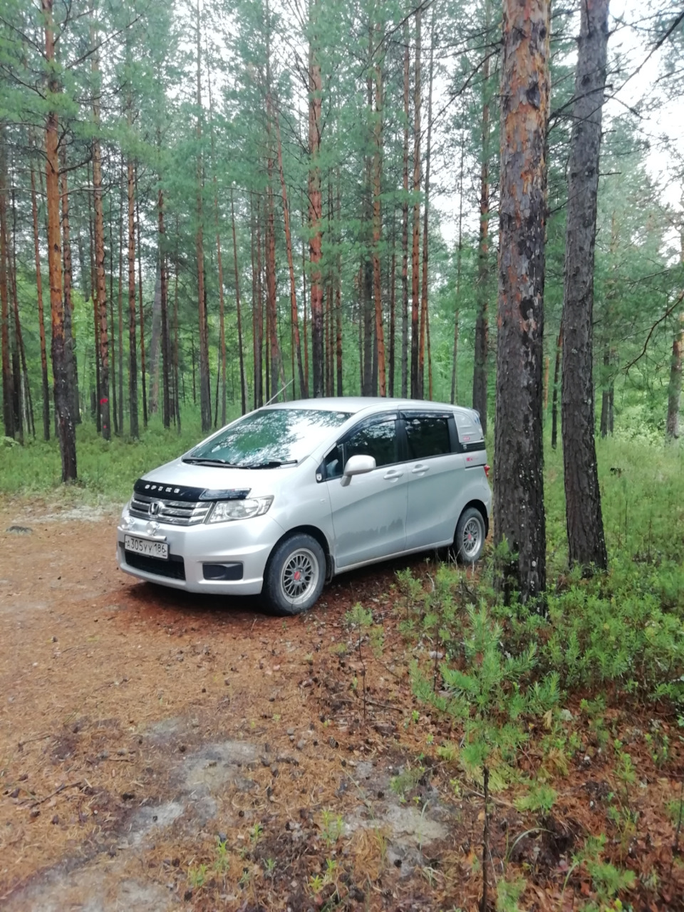 Летние фотозарисовки в лесу(Сосновый бор) — Honda Freed Spike, 1,5 л, 2010  года | фотография | DRIVE2