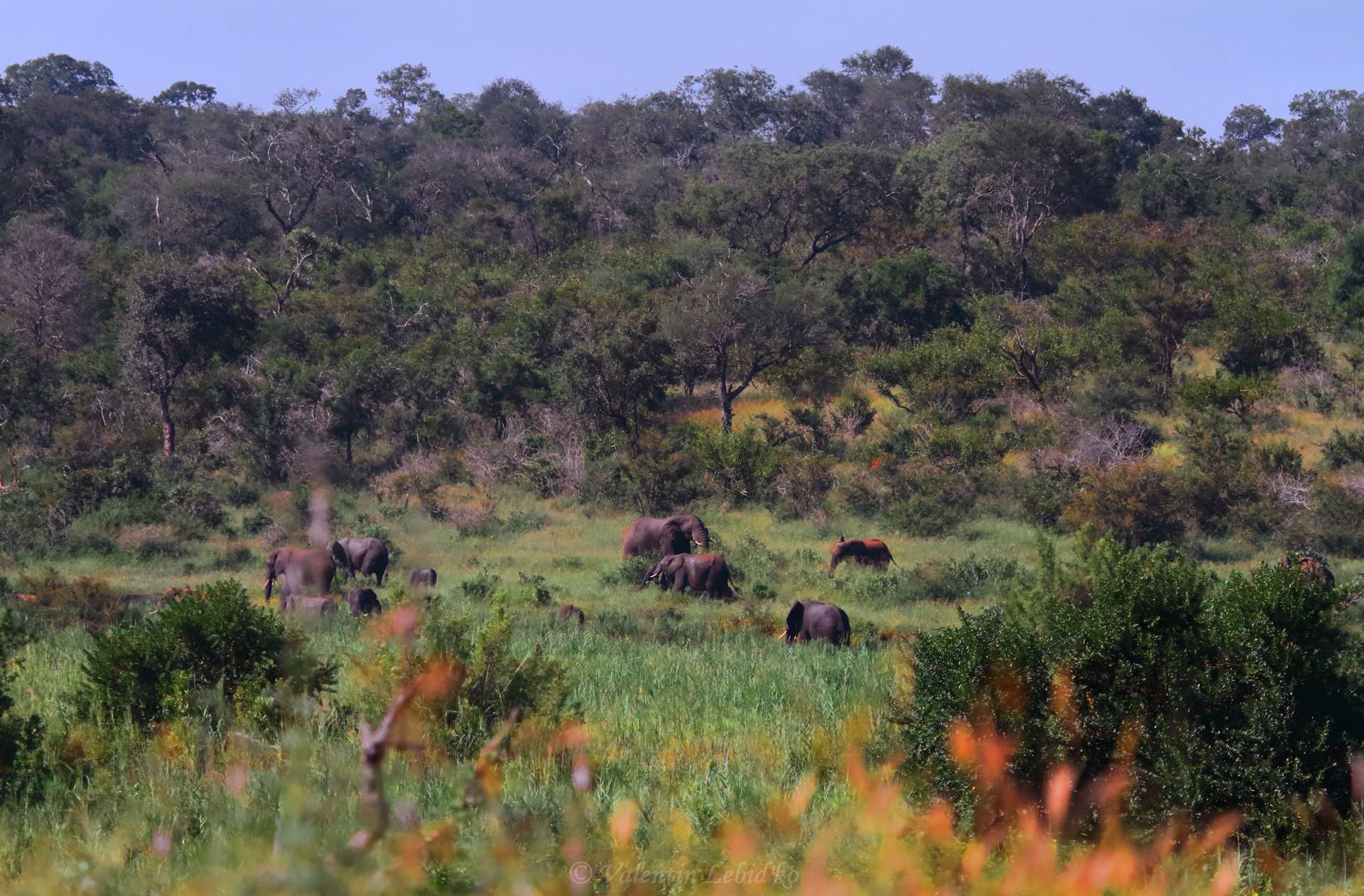 Национальный парк каким названием есть в африке. Крюгер парк ЮАР. Национальный парк Лимпопо Мозамбик. Заповедник Крюгера в Африке.