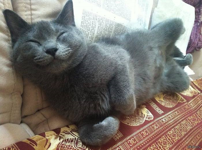 Кот довольный