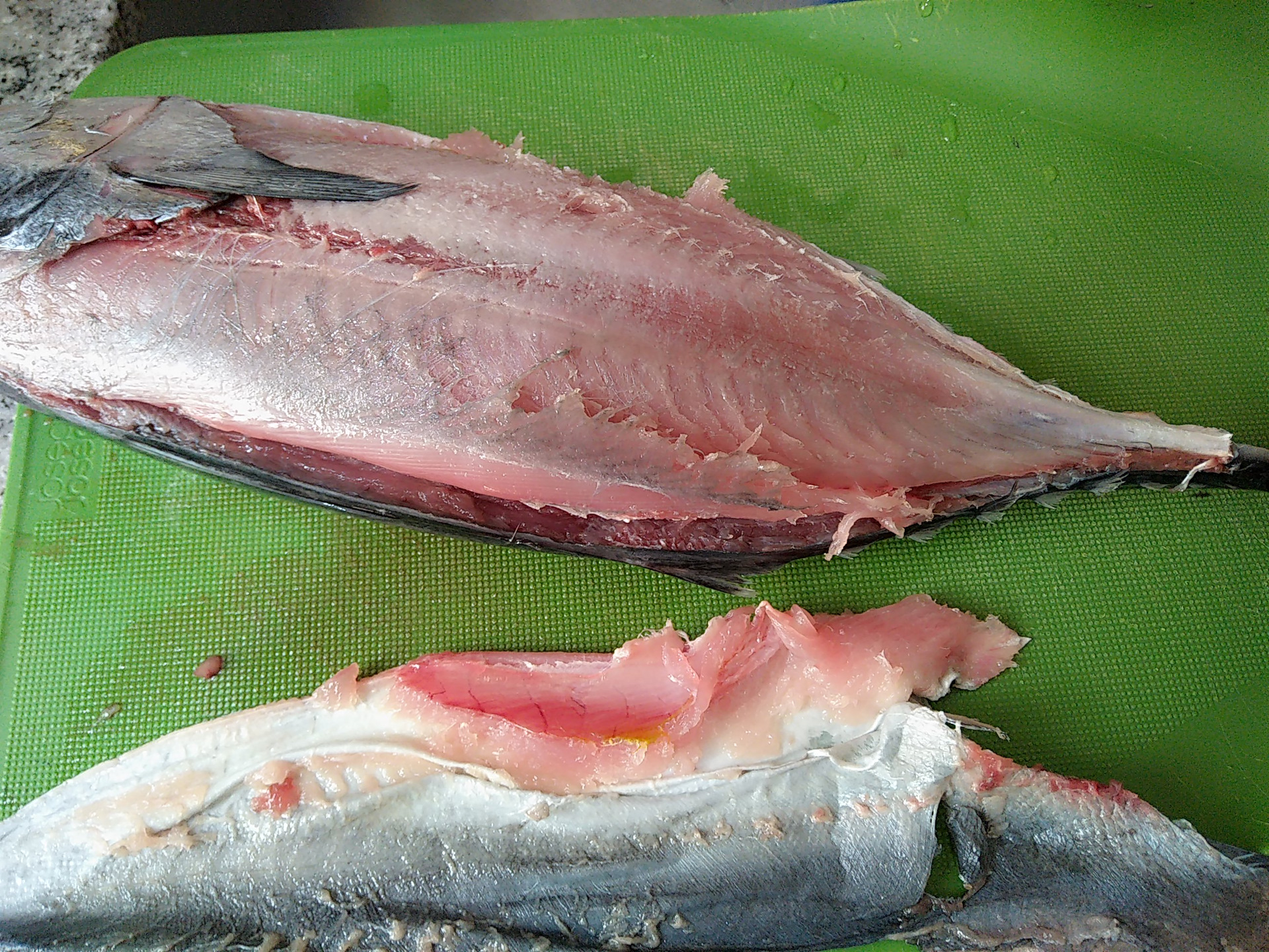 Тунец рыба фото какого цвета мясо
