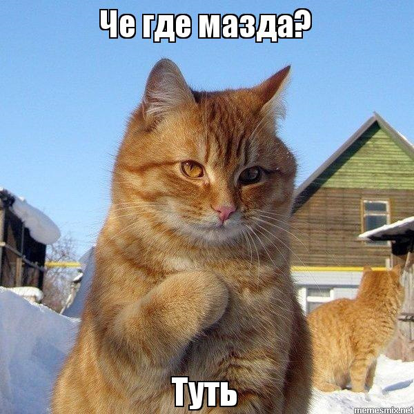 Мем кот спасибо
