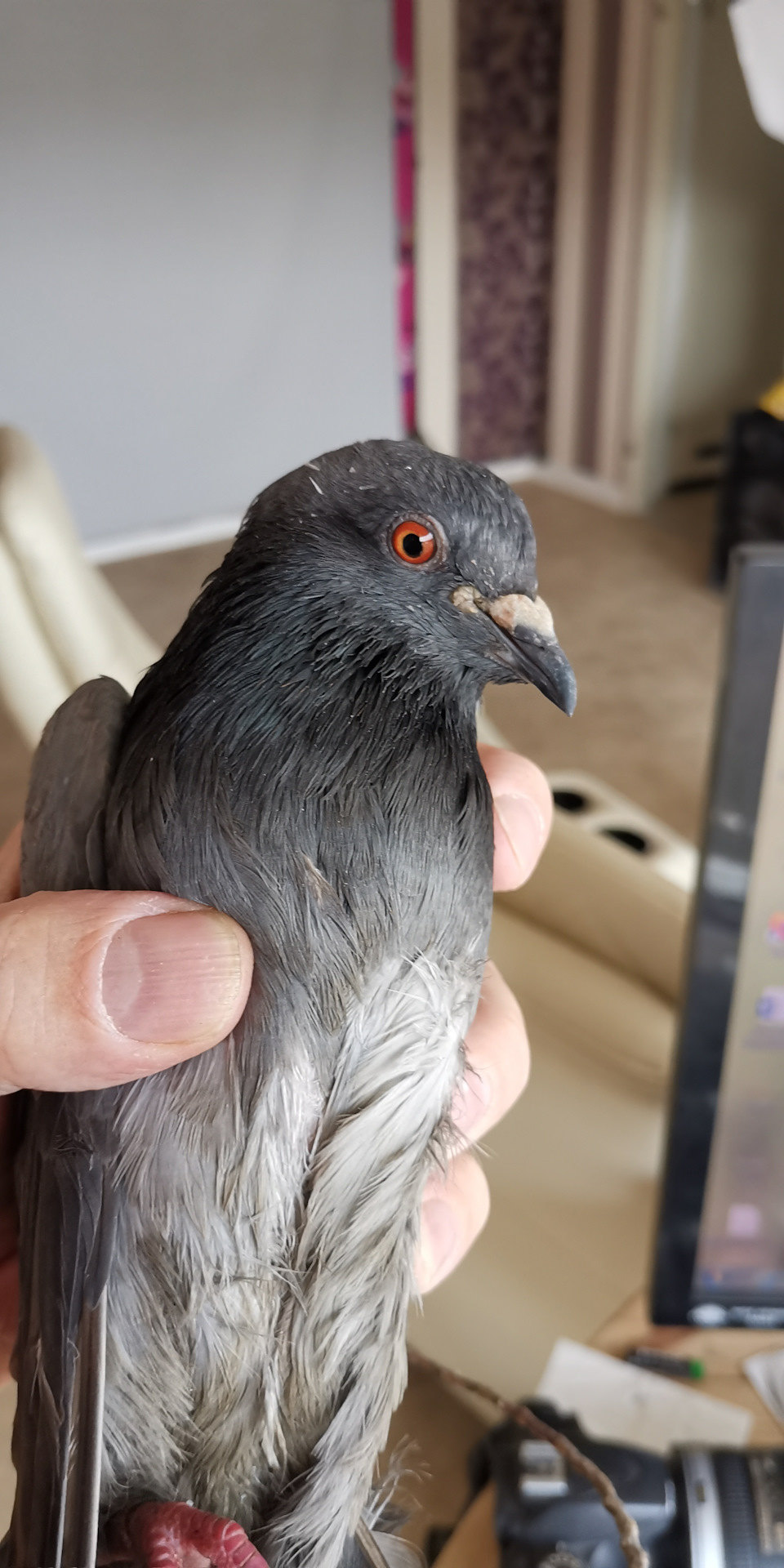 Голуби потеряли работу. Голубь пальцы ног. Голубь пальцы ног. Повелитель голубей. Внешнее строение сизого голубя рисунок.