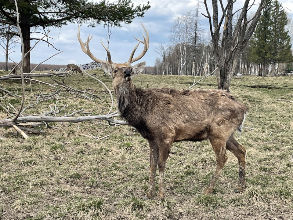 Фото в бортжурнале Toyota Land Cruiser 100