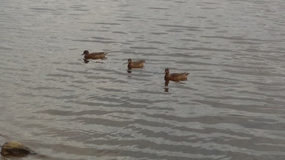 Не заводится. — SsangYong Kyron, 2 л., 2008 года | поломка | DRIVE2