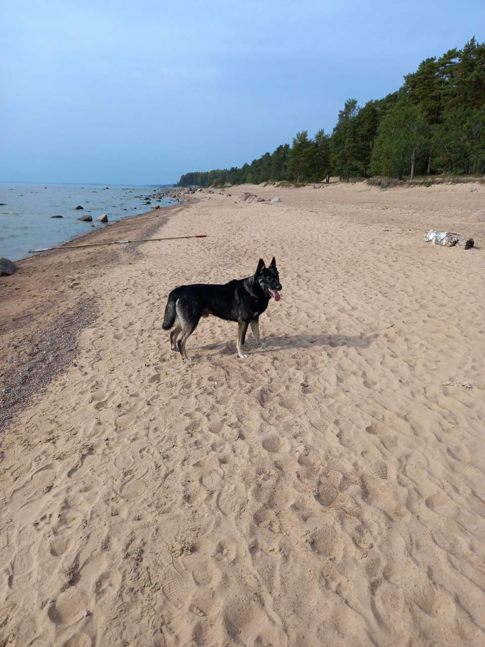 Фото в бортжурнале Renault Sandero 2G