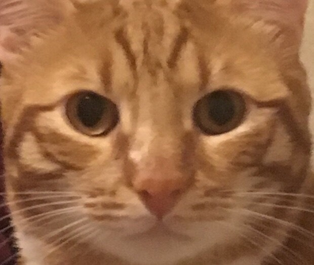 Родной домкрат для комплекта! — SsangYong Kyron, 2,3 л, 2014 года ...