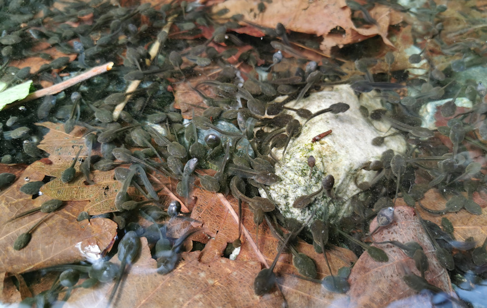 Фото в бортжурнале Toyota Land Cruiser Prado 70-series