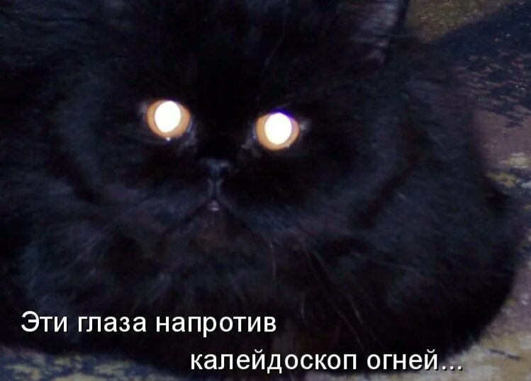 Узнаю из тысячи. Шутки про глаза смешные. Мем куда делся кот. Уйди с моих глаз что это. Уйди с моих глаз что это.