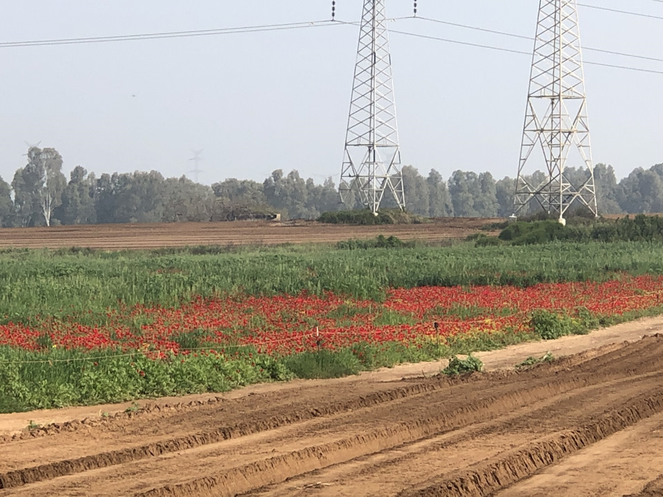 Маки маки много маков — Suzuki Jimny (1G)