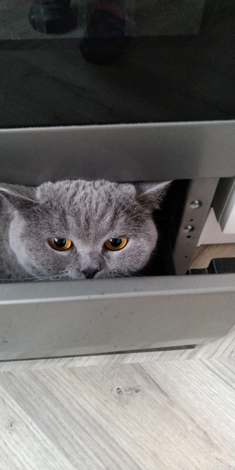 Шкодить. Кот шкодит по ночам