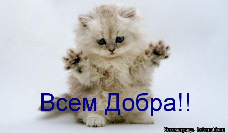 Спасибо за котиков. Всем добра. Спасибо за внимание котик. Всем добра картинки. Спасибо за внимание котенок.
