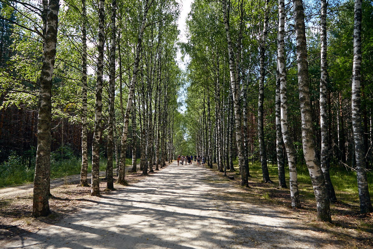 Березовая аллея фото