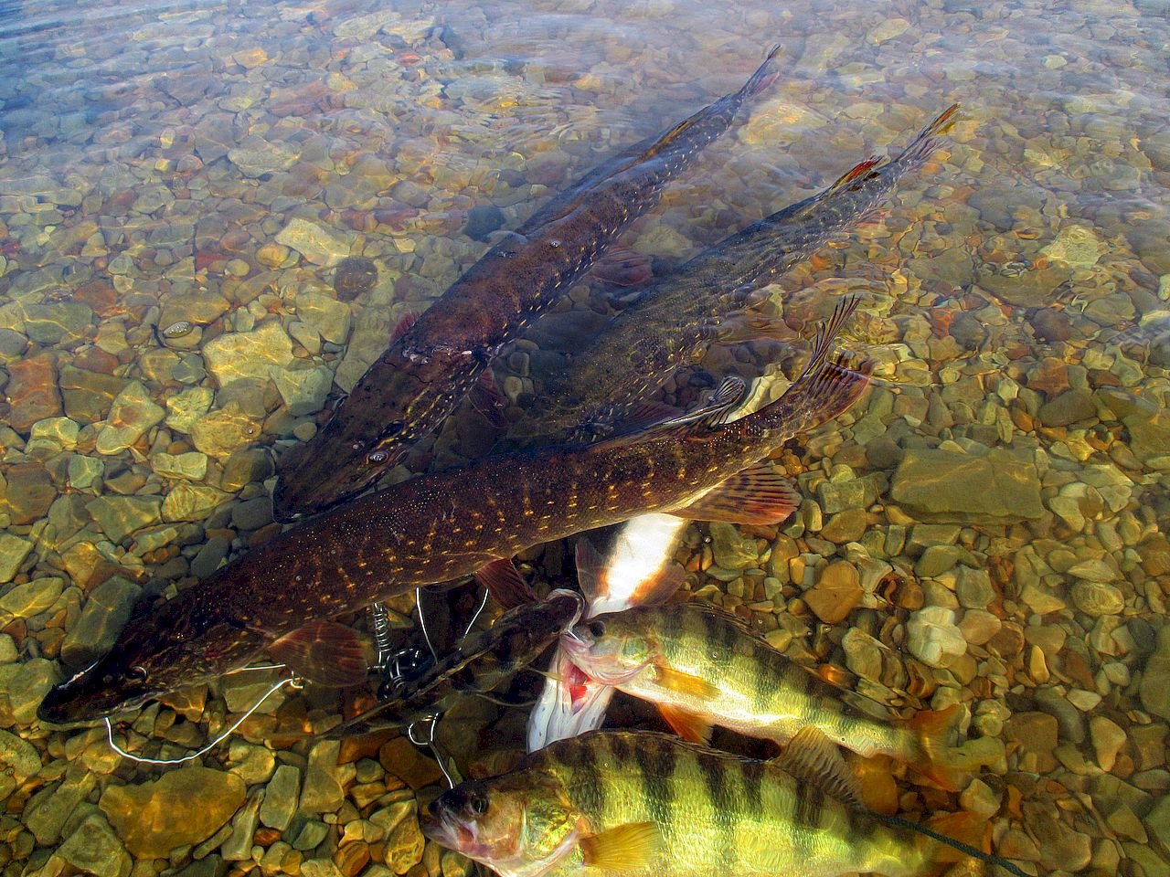 Рыбалка на столбовой. Река Буотама рыбалка. Животные реки Лены. Растения и животные реки Лены.