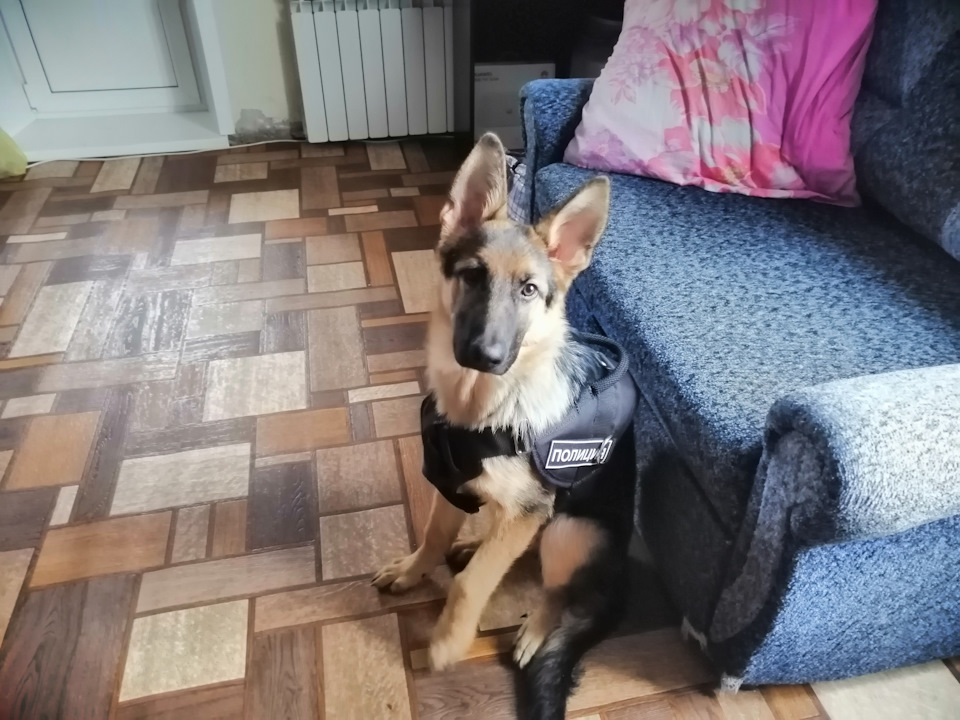 Прошивка от Паулюса — УАЗ Patriot, 2,7 л, 2015 года | тюнинг | DRIVE2