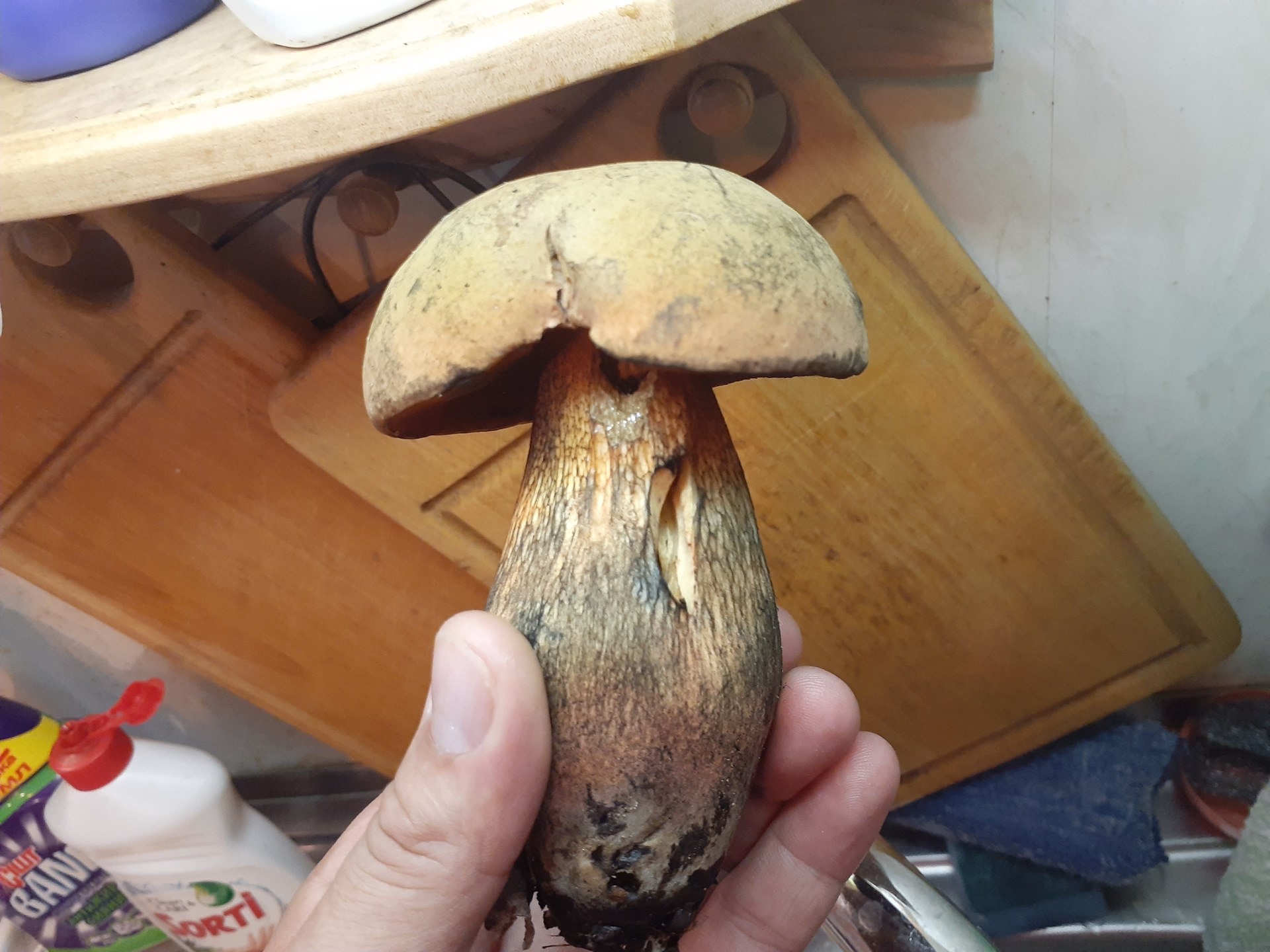 Польский гриб синеет