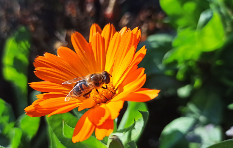 Трудяга… — Сообщество «Фотоальбом Драйва: Мобилография» на DRIVE2