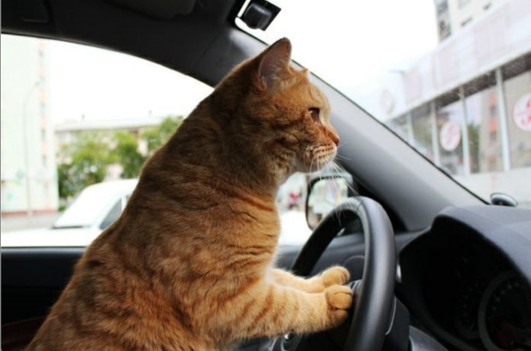 Картинка еду на машине. Кот за рулем. Рыжий кот за рулем. Рыжая кошка за рулем. Кот за рулем авто.