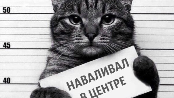 Кот преступник картинки