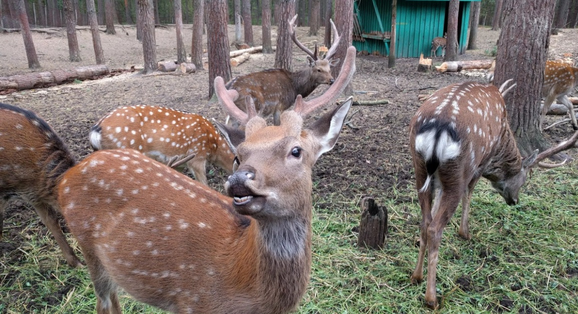 Где находится орловское полесье. Национальный парк орловское полесье животные. Орловское полесье орловская область. Орловское полесье экскурсии. Орловское полесье экскурсии.