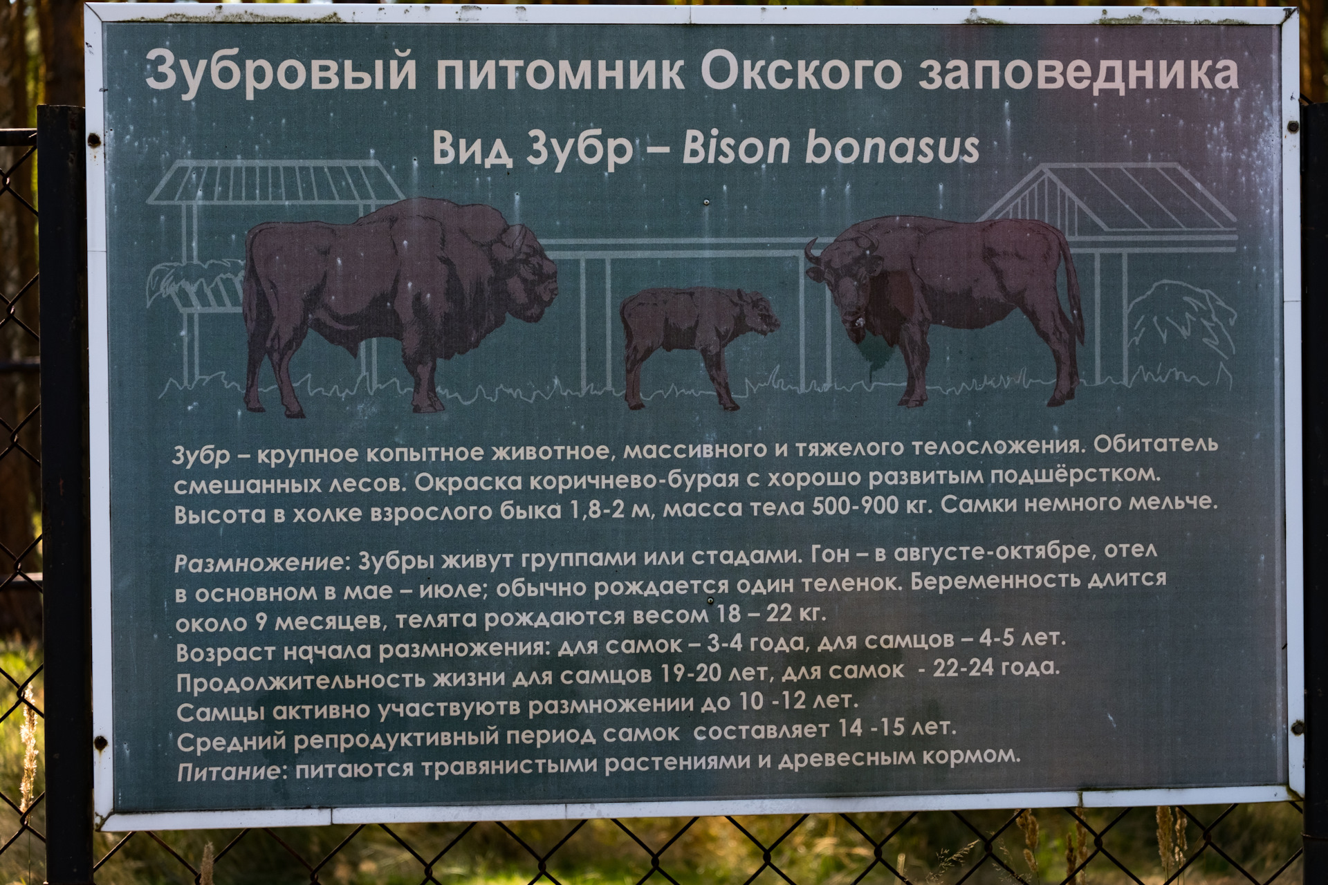 Животные Окского заповедника Рязанской области