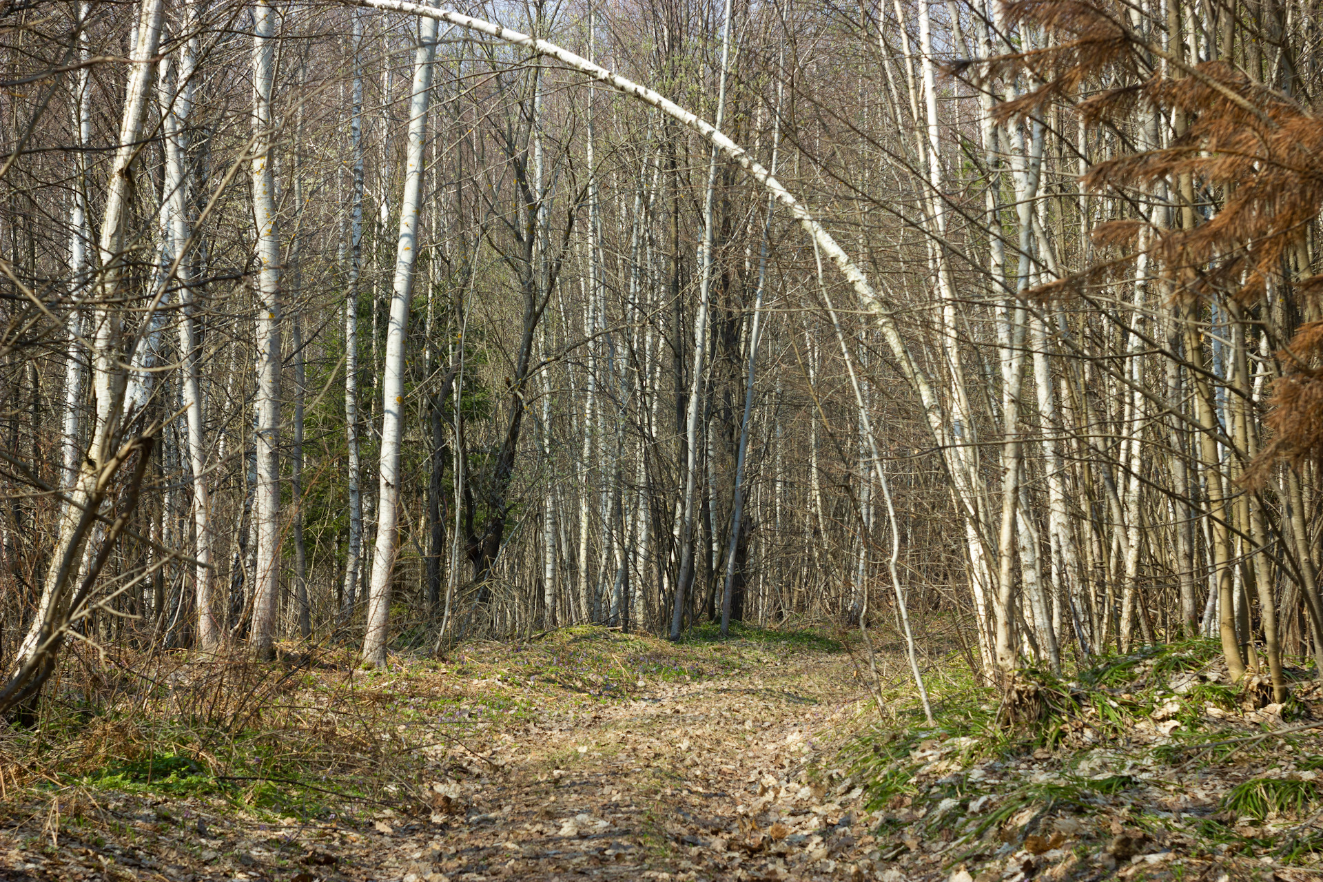 Forest solo. Весенний лес поход. Весенний поход. Лесная стоянка.