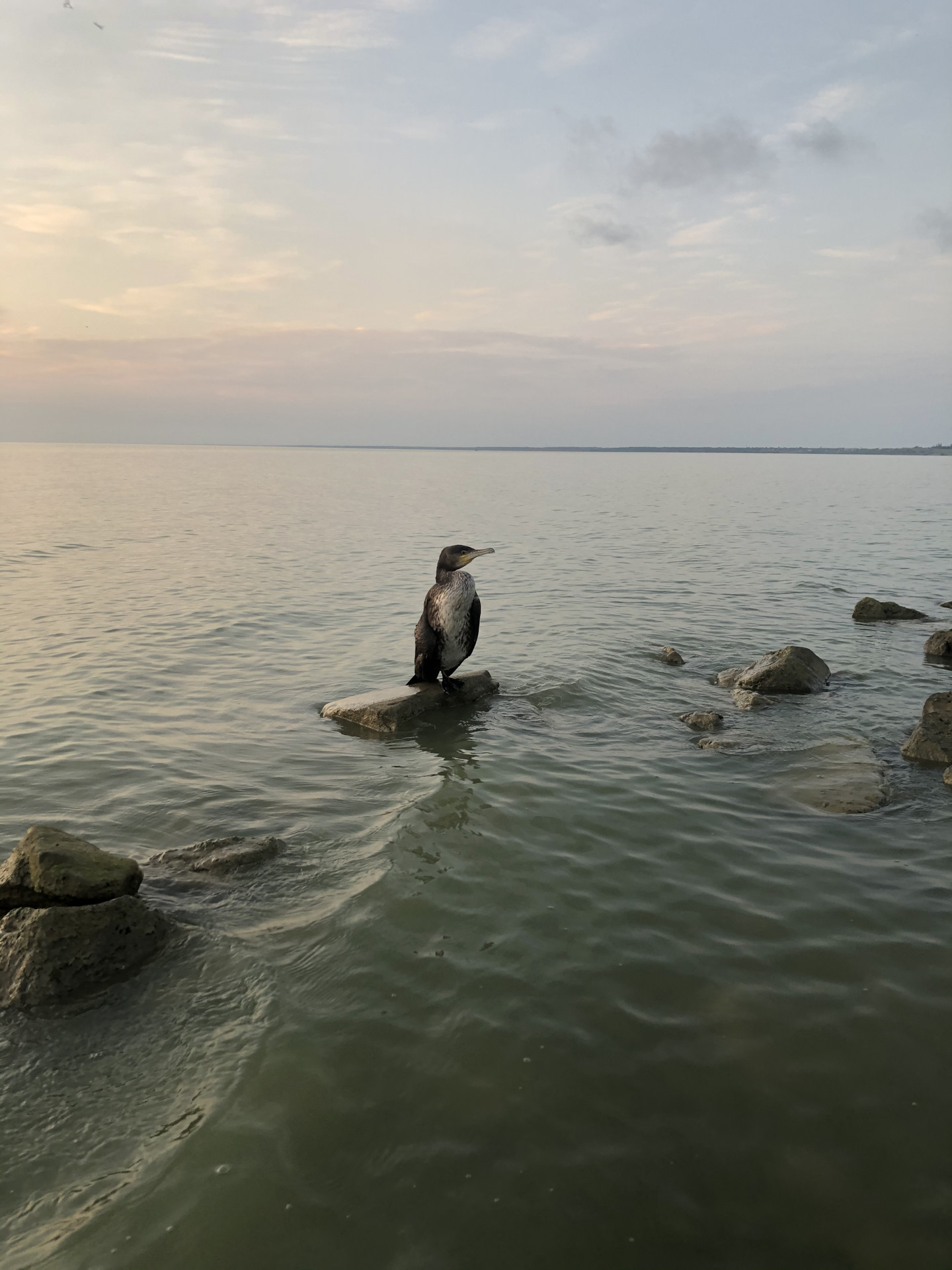 дельфины на азовском море