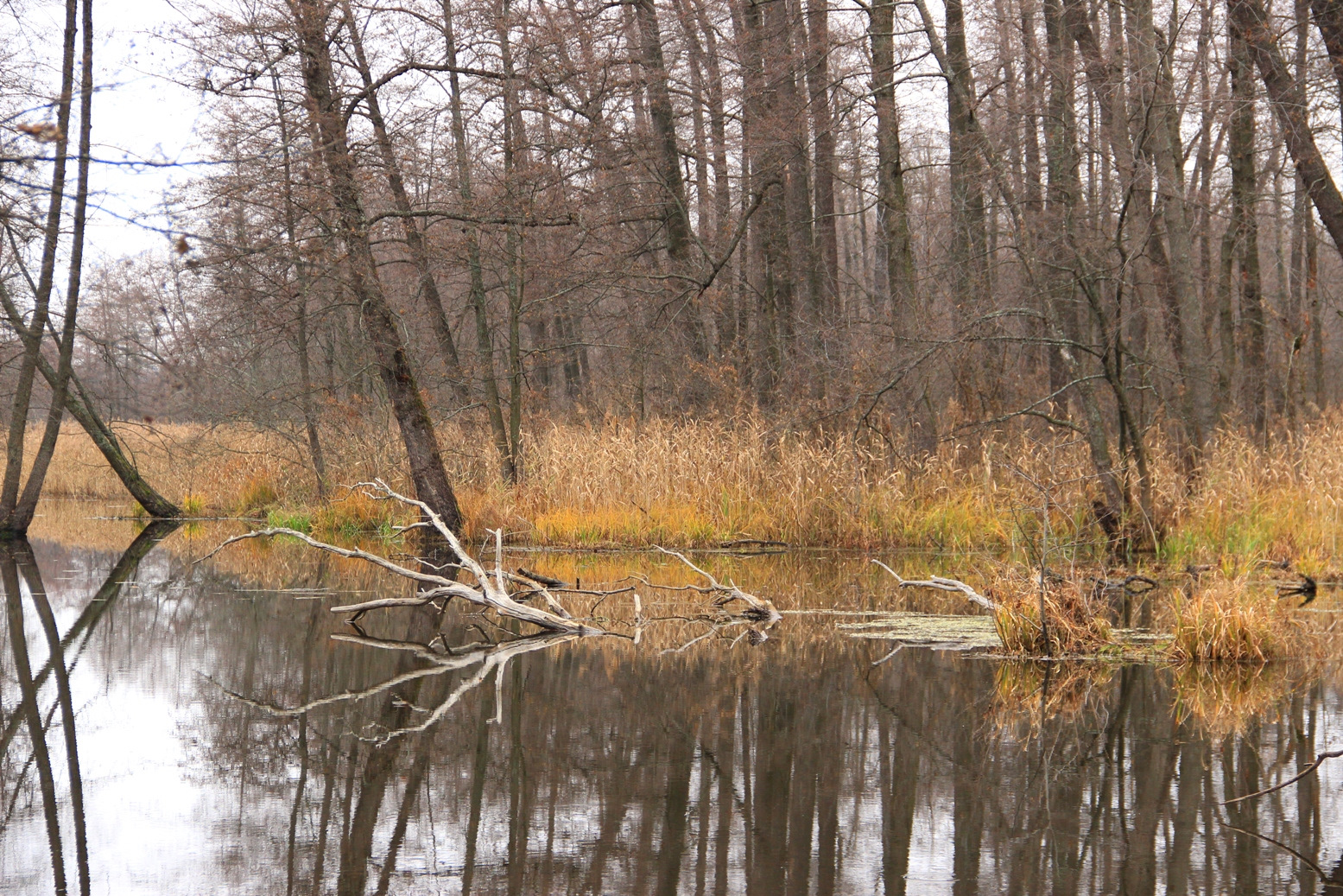 Река ивница. Река ивница. Детский праздник пойма реки ивница. Ивница река воронежская. Река ивница.