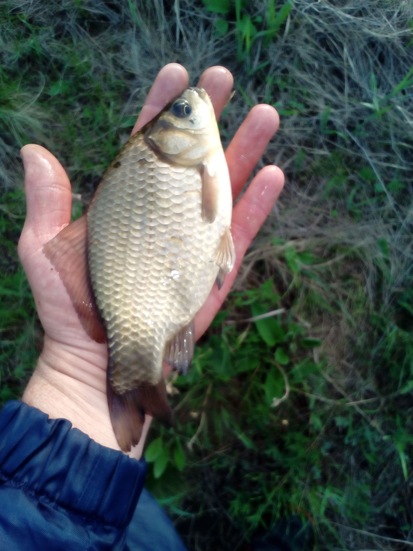 карась 7 кг. карп 2 кг. карп 3 кг. рыбалка улов. карп 6 кг.