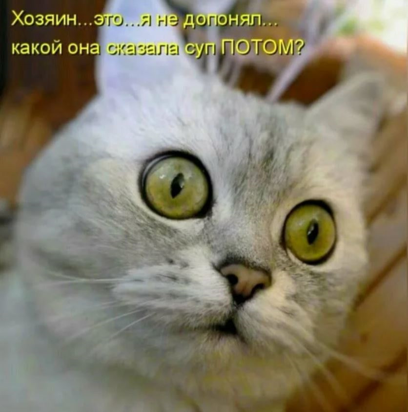 Коты с надписями. Смешные коты с надписями. Смешные коты с надписим. Забавные коты с надписями. Смешные надписи с котами.