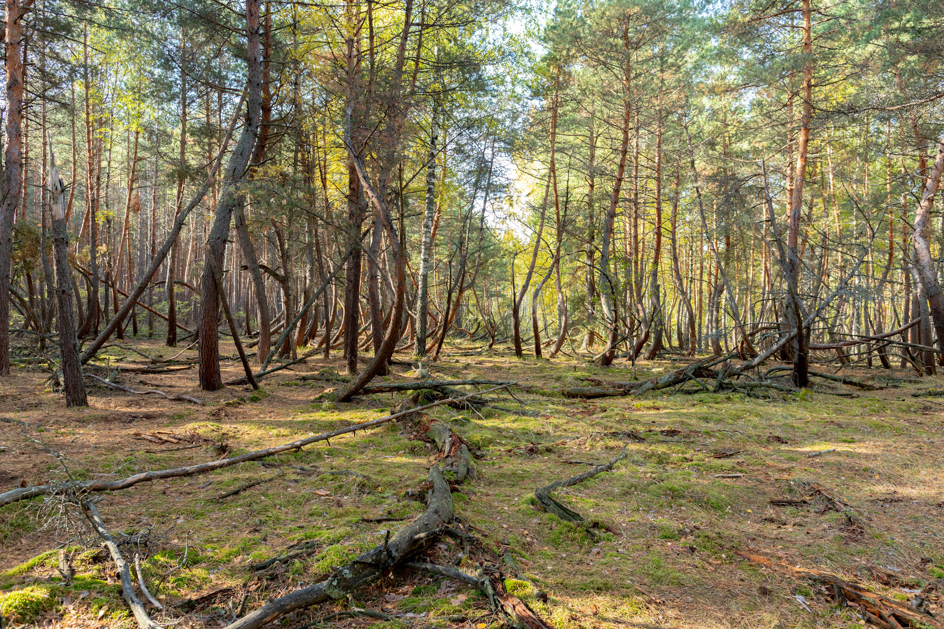 Кривой лес в Рязанской области Мещера