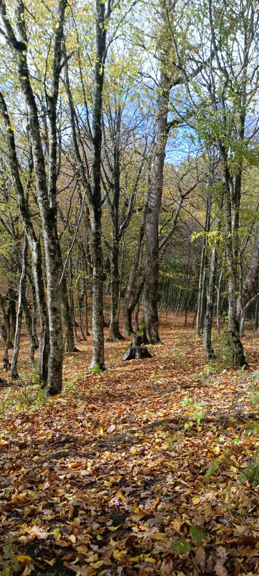 Фото в бортжурнале УАЗ Patriot