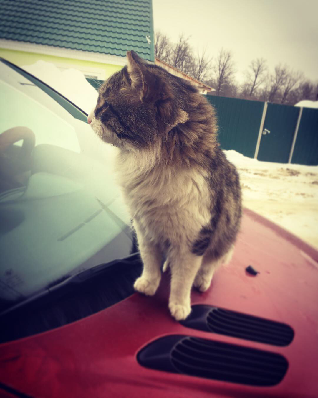 Гараж с котами. Коте и волшебный шараж. Включи кот и гараж. Кот в гараже. Включи кот и гараж.