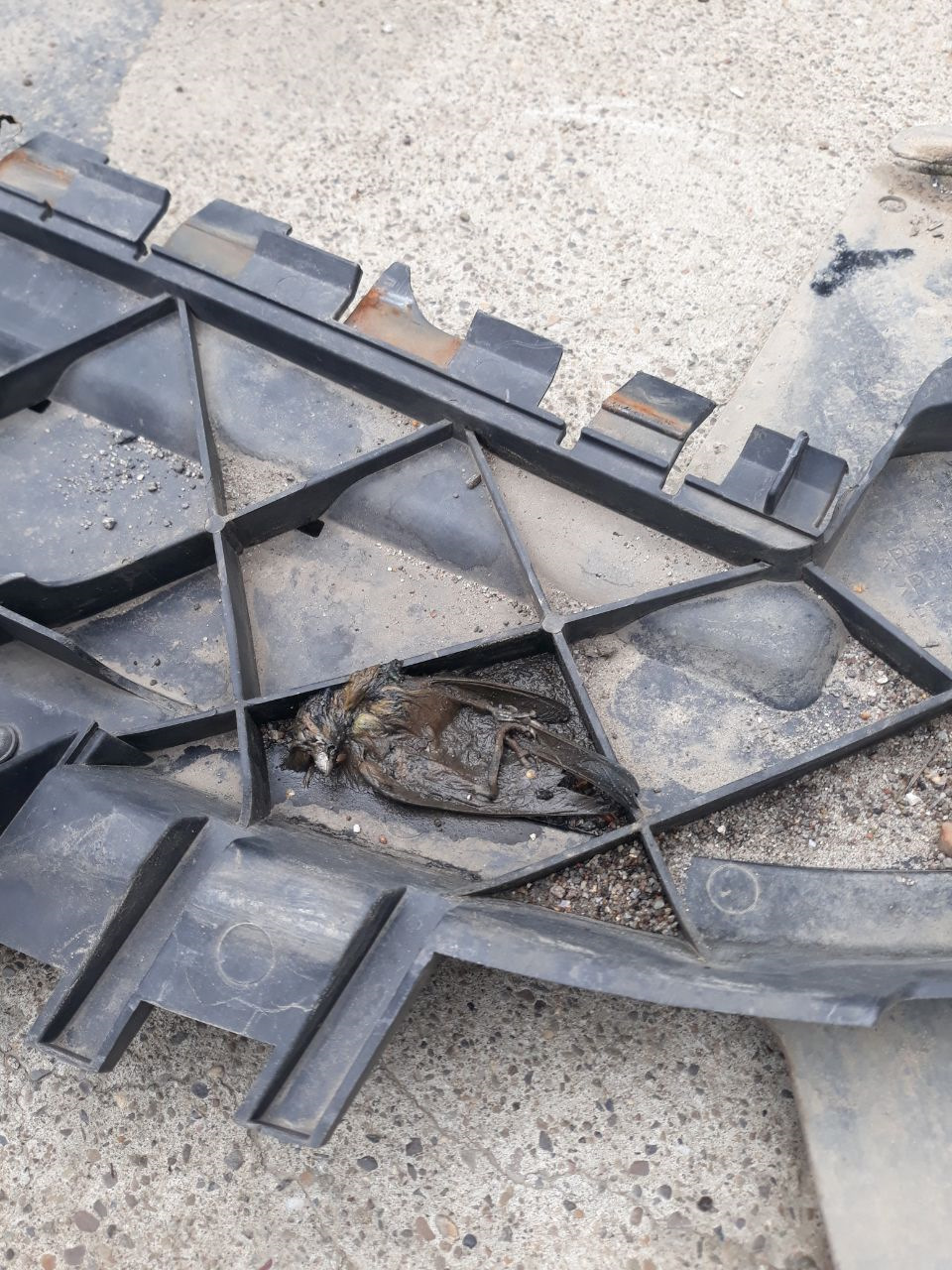 Нашелся пассажир который катался зайцем — Volvo C30