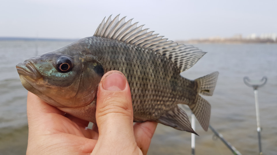 какая рыба водится в нововоронежском водохранилище. Смотреть фото какая рыба водится в нововоронежском водохранилище. Смотреть картинку какая рыба водится в нововоронежском водохранилище. Картинка про какая рыба водится в нововоронежском водохранилище. Фото какая рыба водится в нововоронежском водохранилище