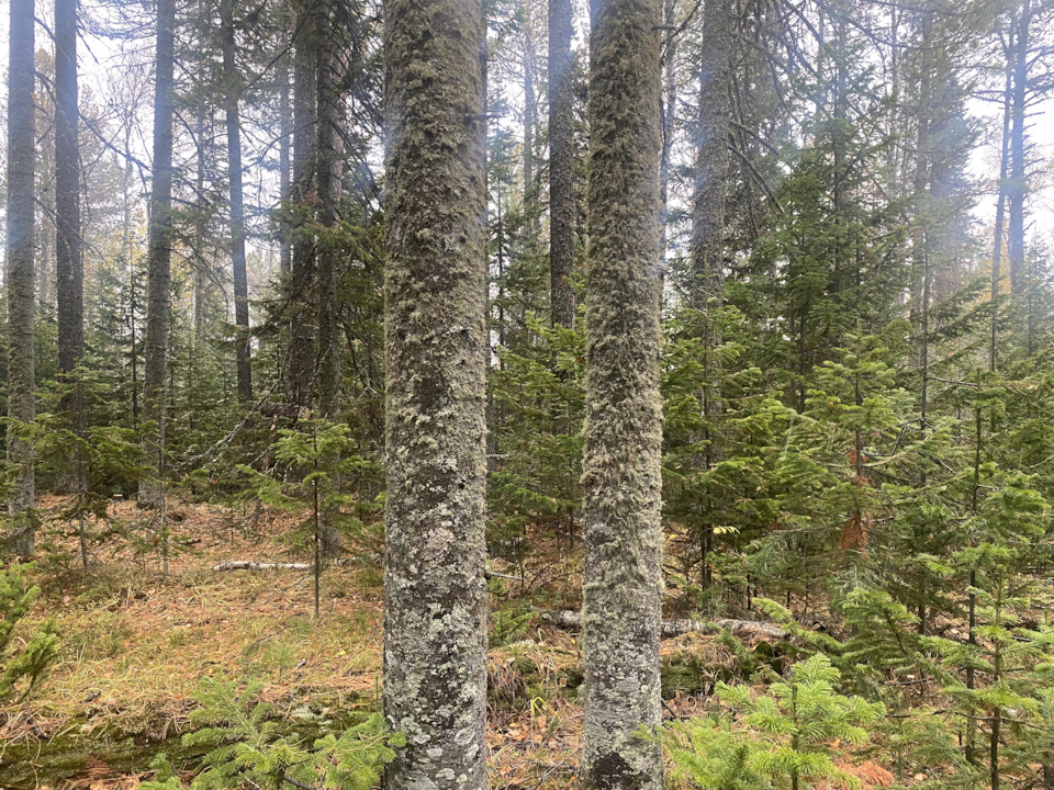 Покрасить раптором! Титаном, коброй? — Toyota Land Cruiser Prado 120 ...