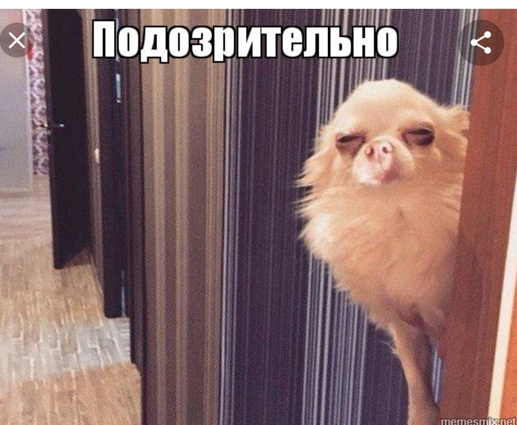 Собака подозревака мем оригинал Дрыстанул мотор, или конец стуку " начало " капитального ремонта - Daewoo Lanos,