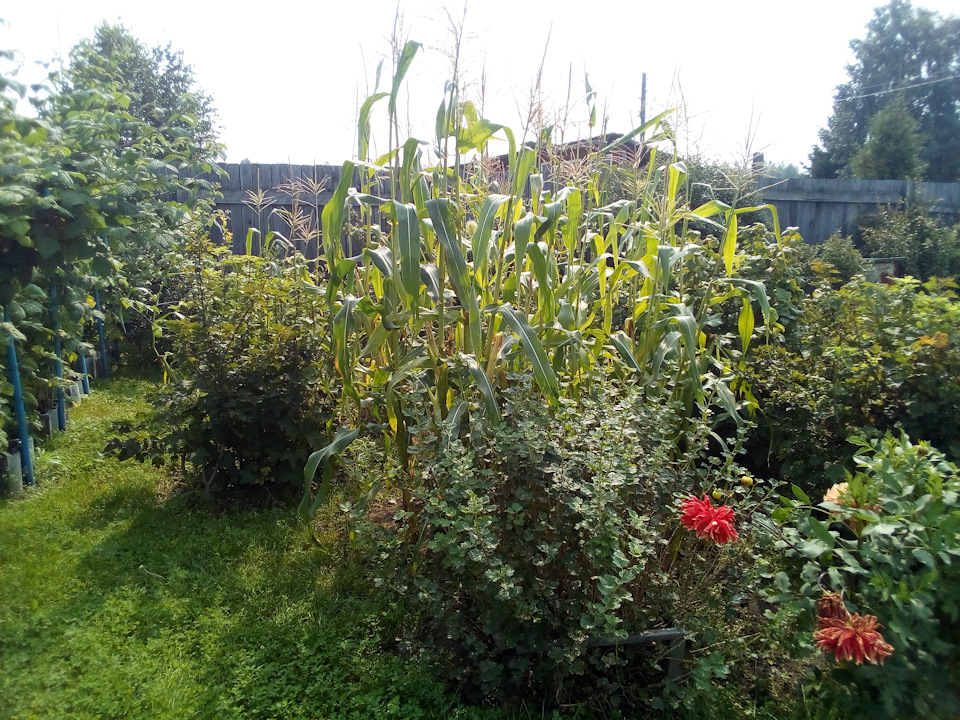 Замена ламп заднего света на светодиодные лампы — Toyota ist (1G), 1,5 ...