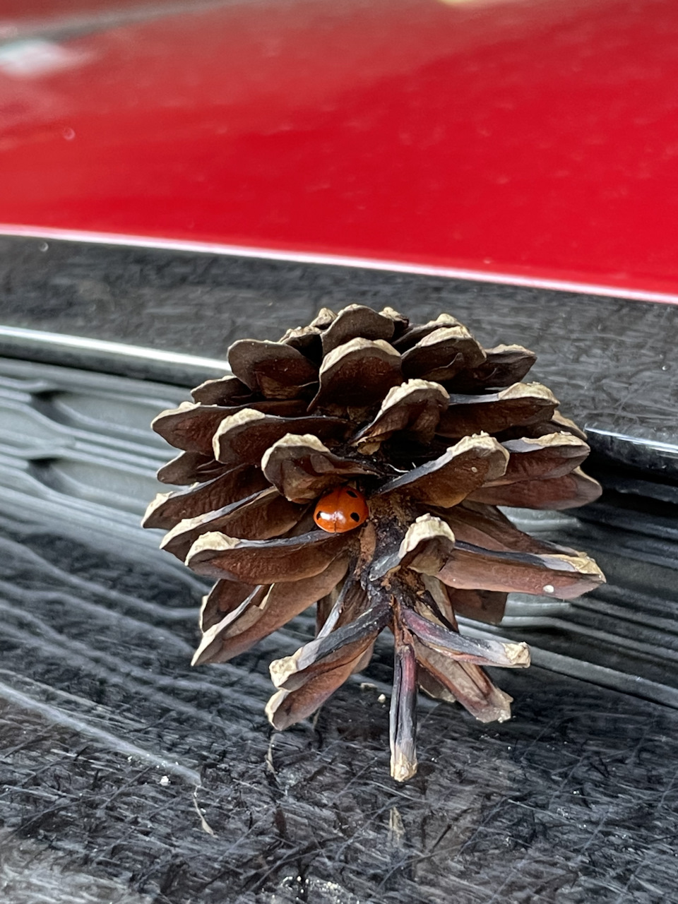 Фото в бортжурнале MINI John Cooper Works