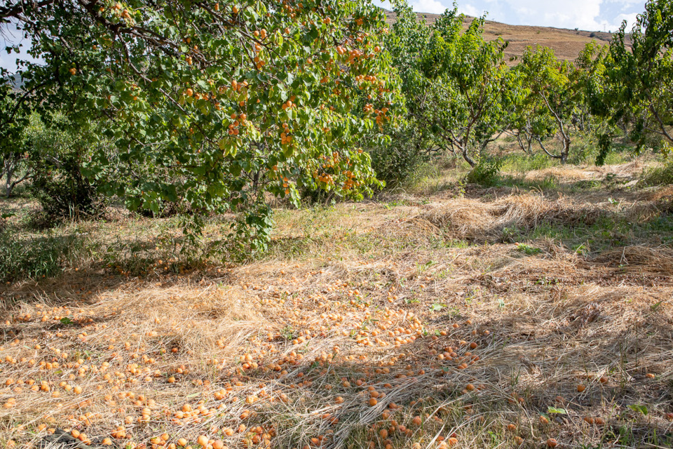 По потухшим вулканам цветущей Армении. Ч.01 — DRIVE2