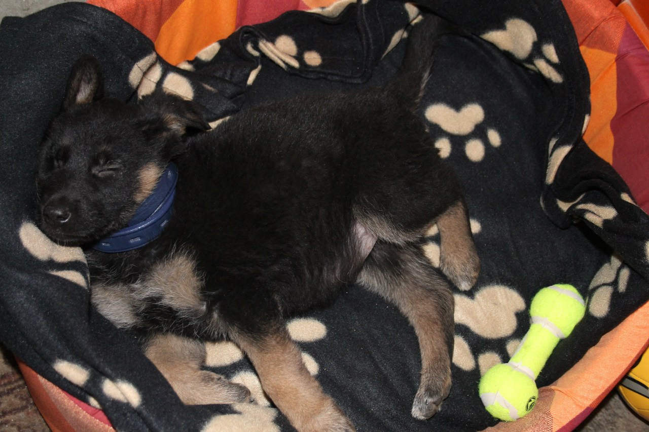 Груминг и подготовка шерсти