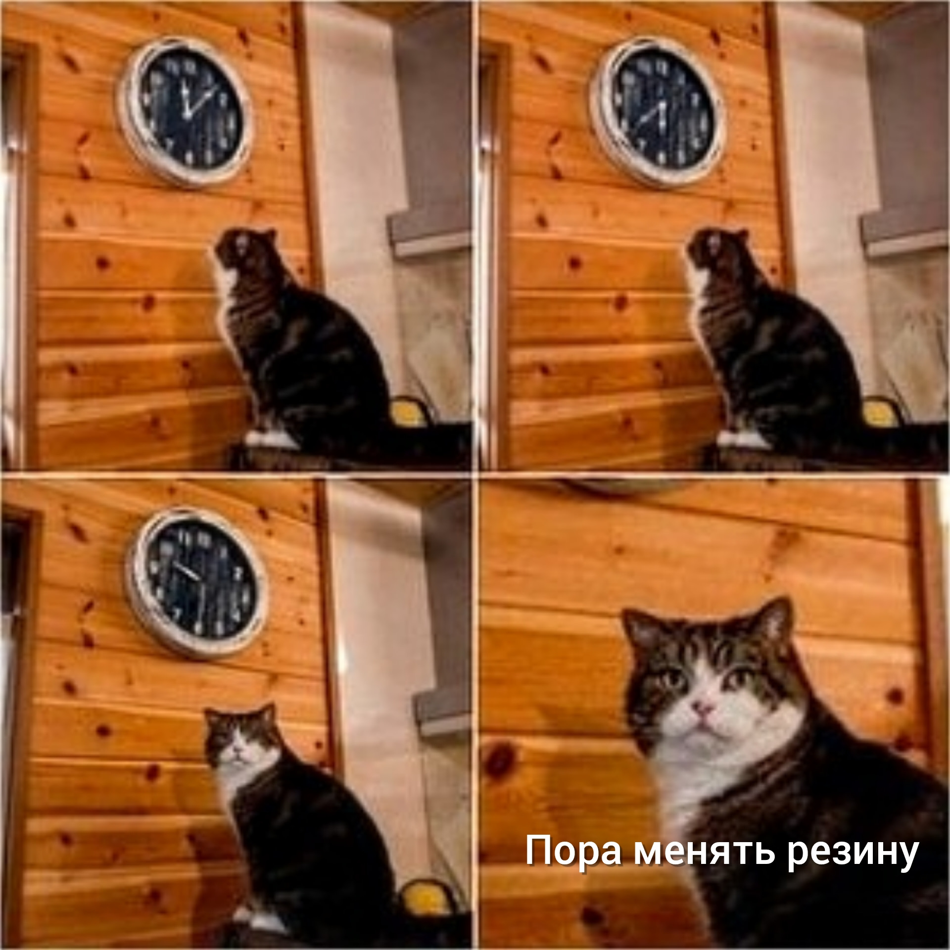 Мем с котом пора