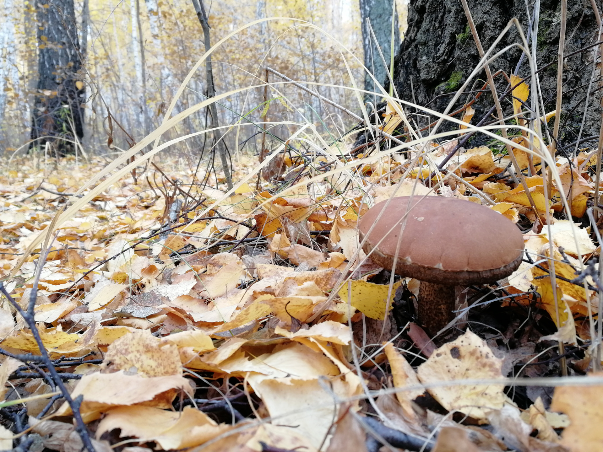 В лес за грибами осенью