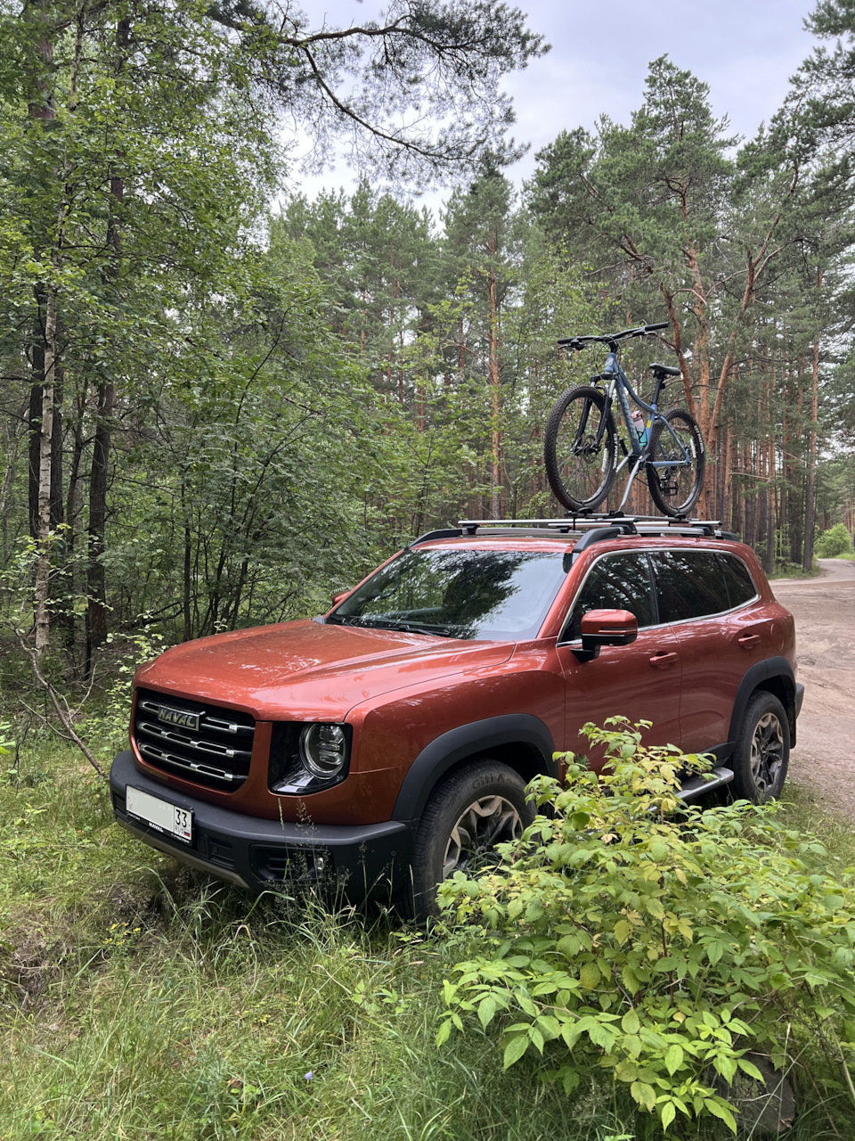 Хорошо смотрится Дарго в сосновом лесу — Haval Dargo