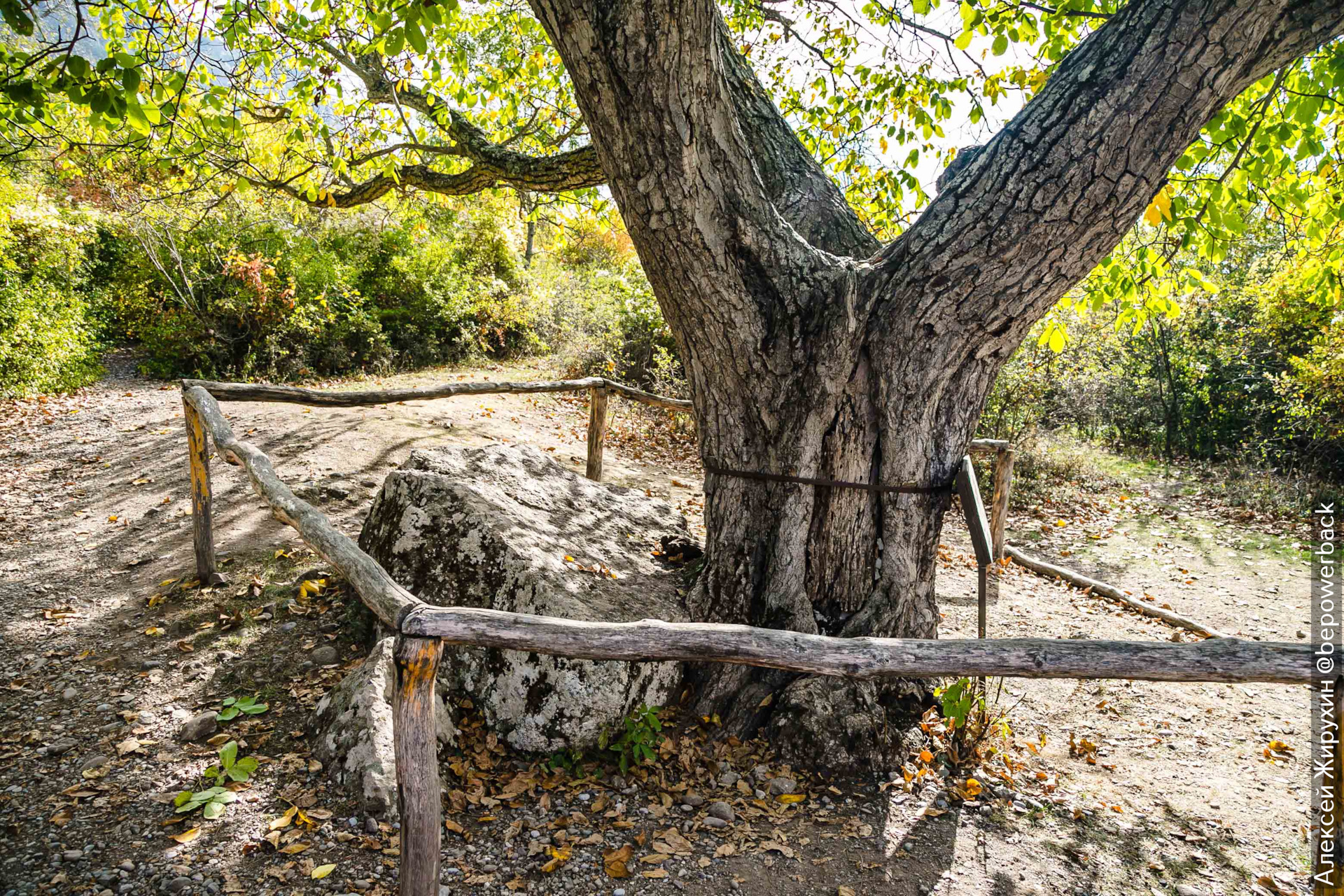 Никулинский дуб в Крыму
