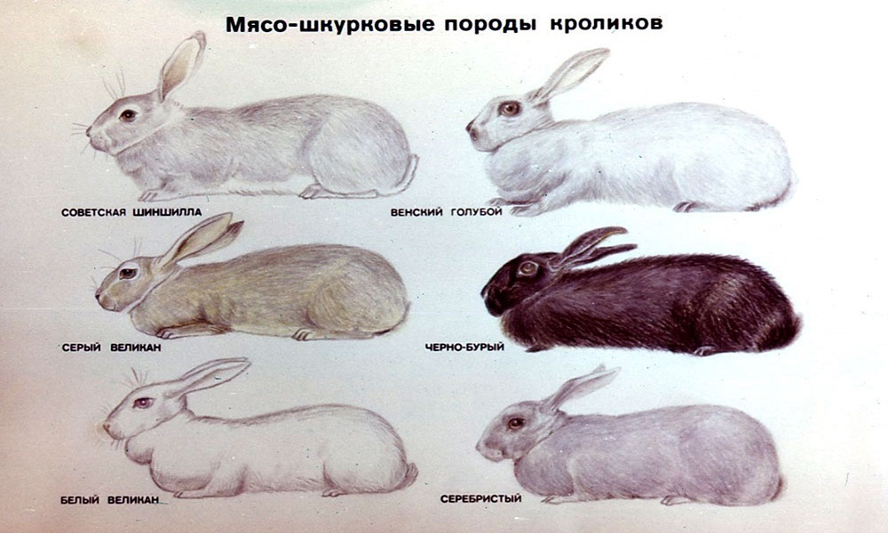 Кролики мясных пород описание и фотографии Блог. Как выбирать звук? Как выбрать студию? Анонс - Fox-proteus на DRIVE2
