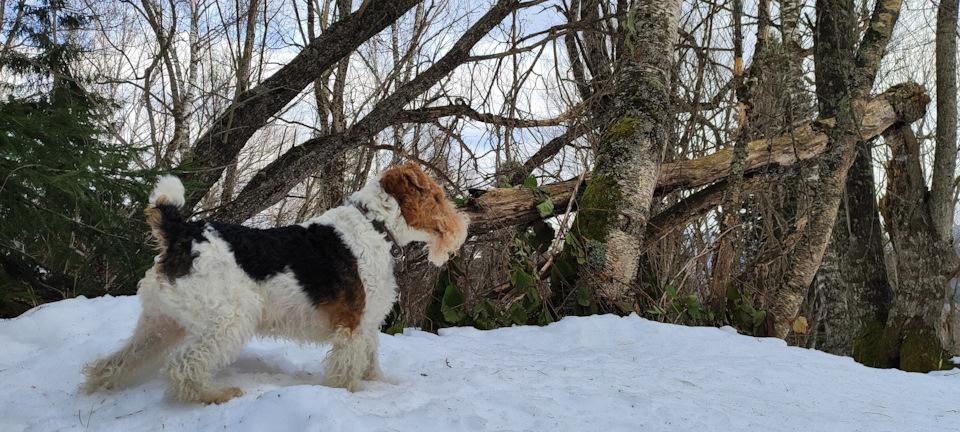 Фото в бортжурнале Mitsubishi Pajero (4G)