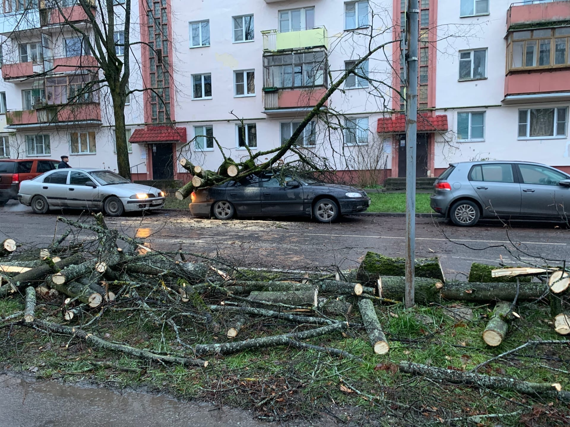 Можно ли распилить упавшее дерево. Можно ли распилить упавшее дерево
