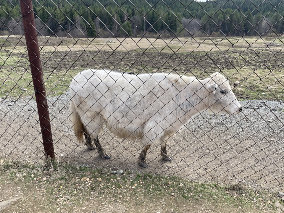 Фото в бортжурнале Toyota Land Cruiser 100