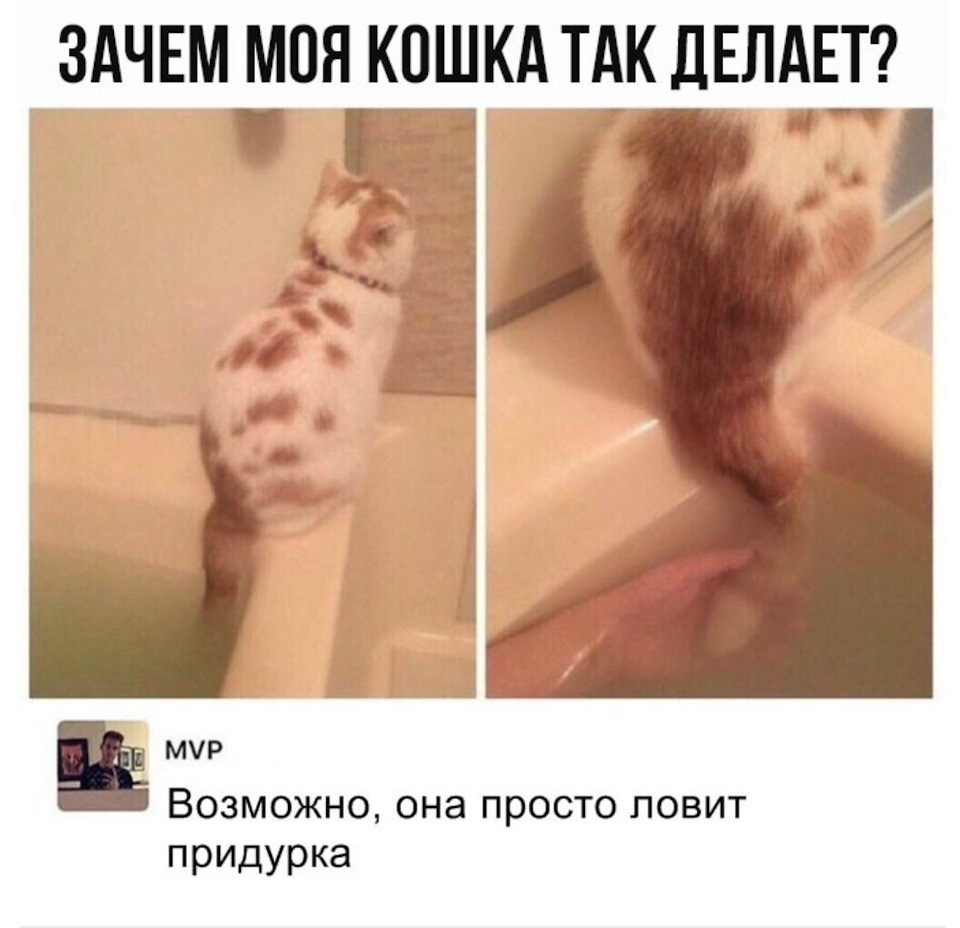 Кот с хвостом мем