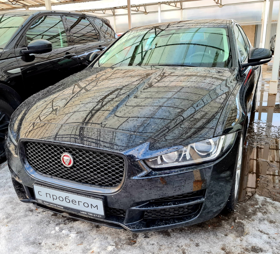 Белый и черный кот:) — Jaguar XE, 2 л, 2015 года | покупка машины | DRIVE2